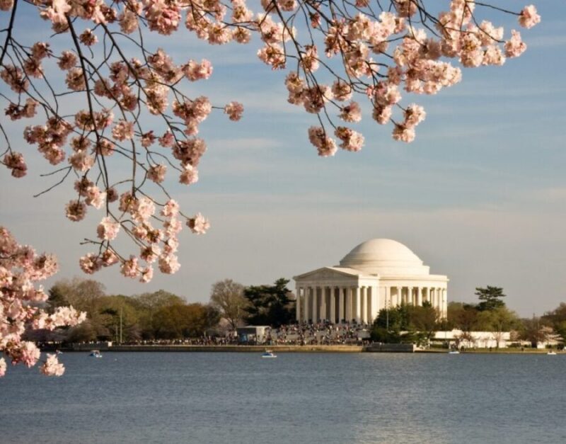 Jefferson Monument in Washington DC with cherry blossoms